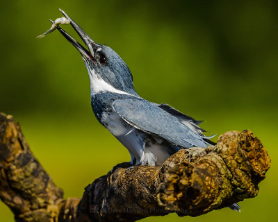 BELTED KINGFISHER ♂