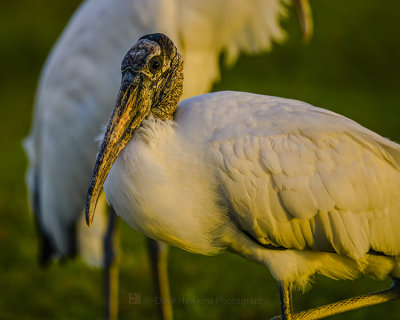 WOOD STORK