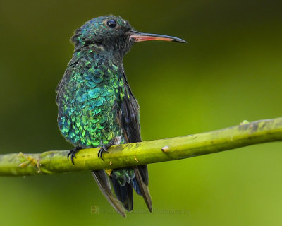 RED-BILLED EMERALD