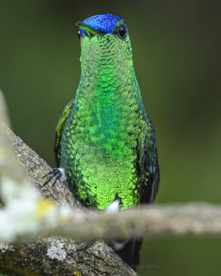 INDIGO-CAPPED HUMMINGBIRD