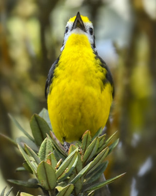 GOLDEN-FRONTED WHITESTART