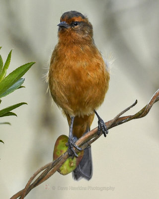 RUFOUS-BROWED CONEBILL