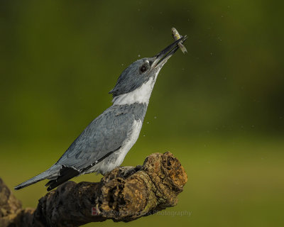 BELTED KINGFISHER ♂