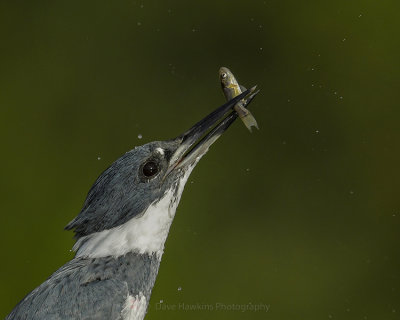BELTED KINGFISHER♂