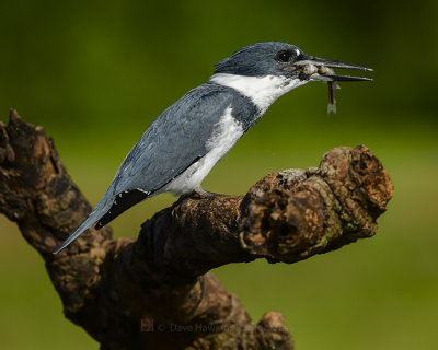 BELTED KINGFISHER ♂