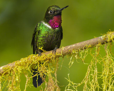 TOURMALINE SUNANGEL