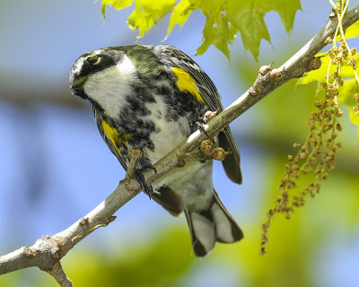 YELOW-RUMPED WARBLER
