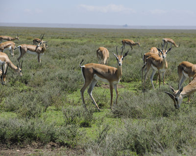 THE BUFFET, SERENGETI-STYLE