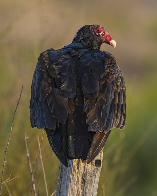 TURKEY VULTURE