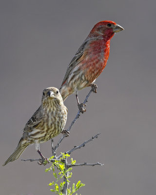HOUSE FINCH (MALE AND FEMALE)
