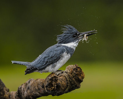 BELTED KINGFISHER ♂