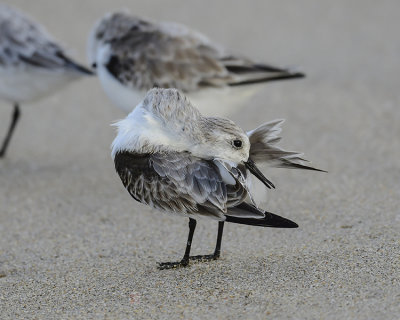 SANDERLING