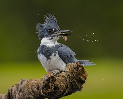 BELTED KINGFISHER ♂