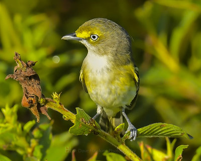 WHITE-EYED VIREO