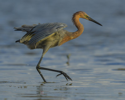 REDDISH EGRET