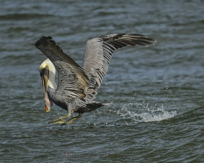 BROWN PELICAN