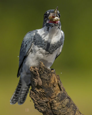 BELTED KINGFISHER ♂