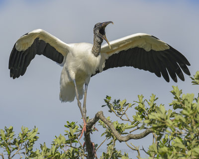 WOOD STORK