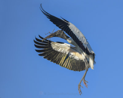 WOOD STORK