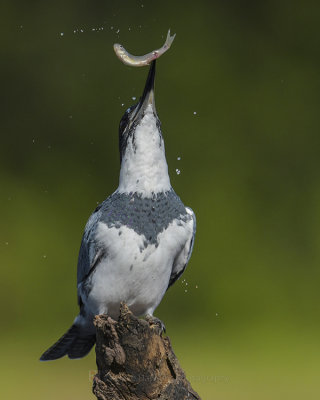 BELTED KINGFISHER ♂