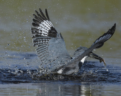 BELTED KINGFISHER ♂
