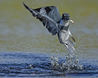 BELTED KINGFISHER ♂