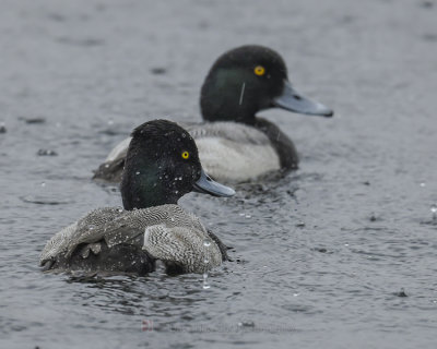 GREATER SCAUP