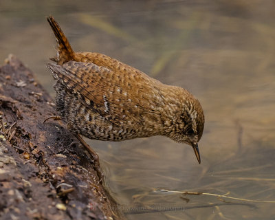 WINTER WREN