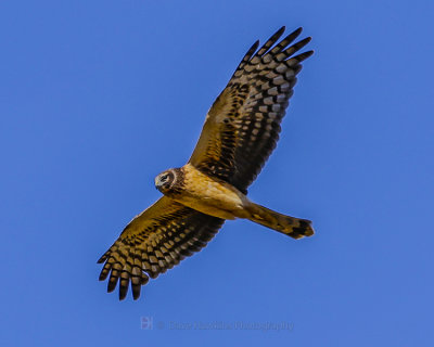 NORTHERN HARRIER