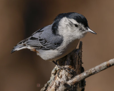 WHITE-BREASTED NUTHATCH