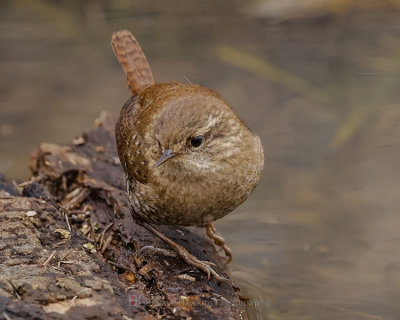 WINTER WREN
