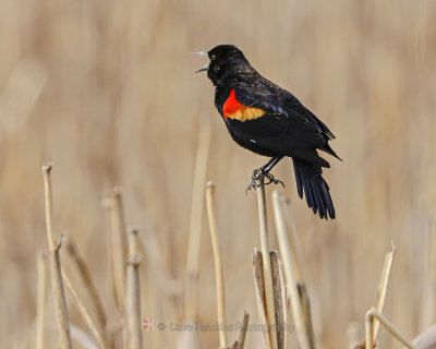 RED-WINGED BLACKBIRD