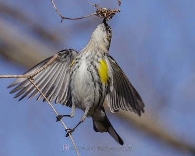 YELLOW-RUMPED WARBLER