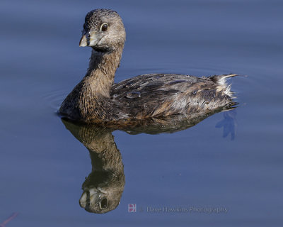 PIED-BILLED GREBE