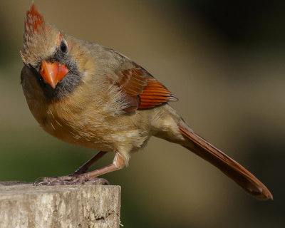 NORTHERN CARDINAL