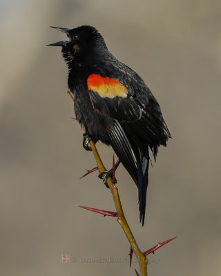 RED-WINGED BLACKBIRD