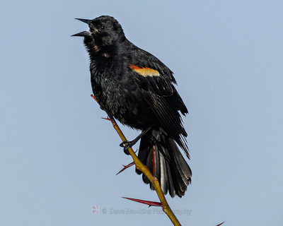 RED-WINGED BLACKBIRD