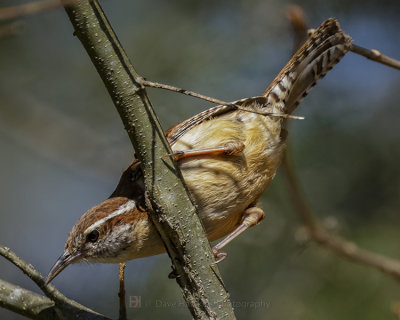 CAROLINA WREN