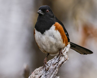 EASTERN TOWHEE