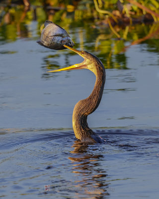 ANHINGA