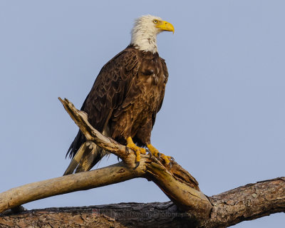 BALD EAGLE (Mother stand guard over chicks in nest)