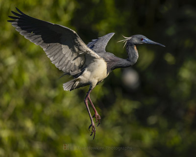 TRICOLORED HERON