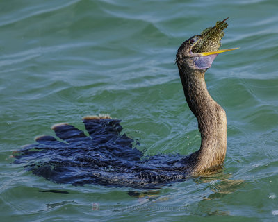 ANHINGA