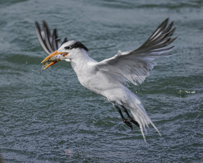 FORSTERS TERN