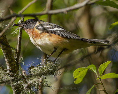 BAY-BREASTED WARBLER