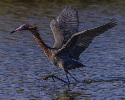 REDDISH EGRET