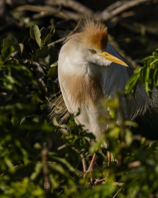 CATTLE EGRET