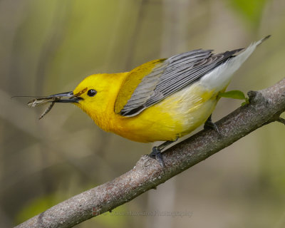 PROTHONOTARY WARBLER