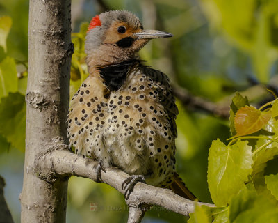 NORTHERN FLICKER