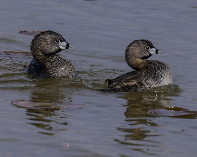 PIED-BILLED GREBE